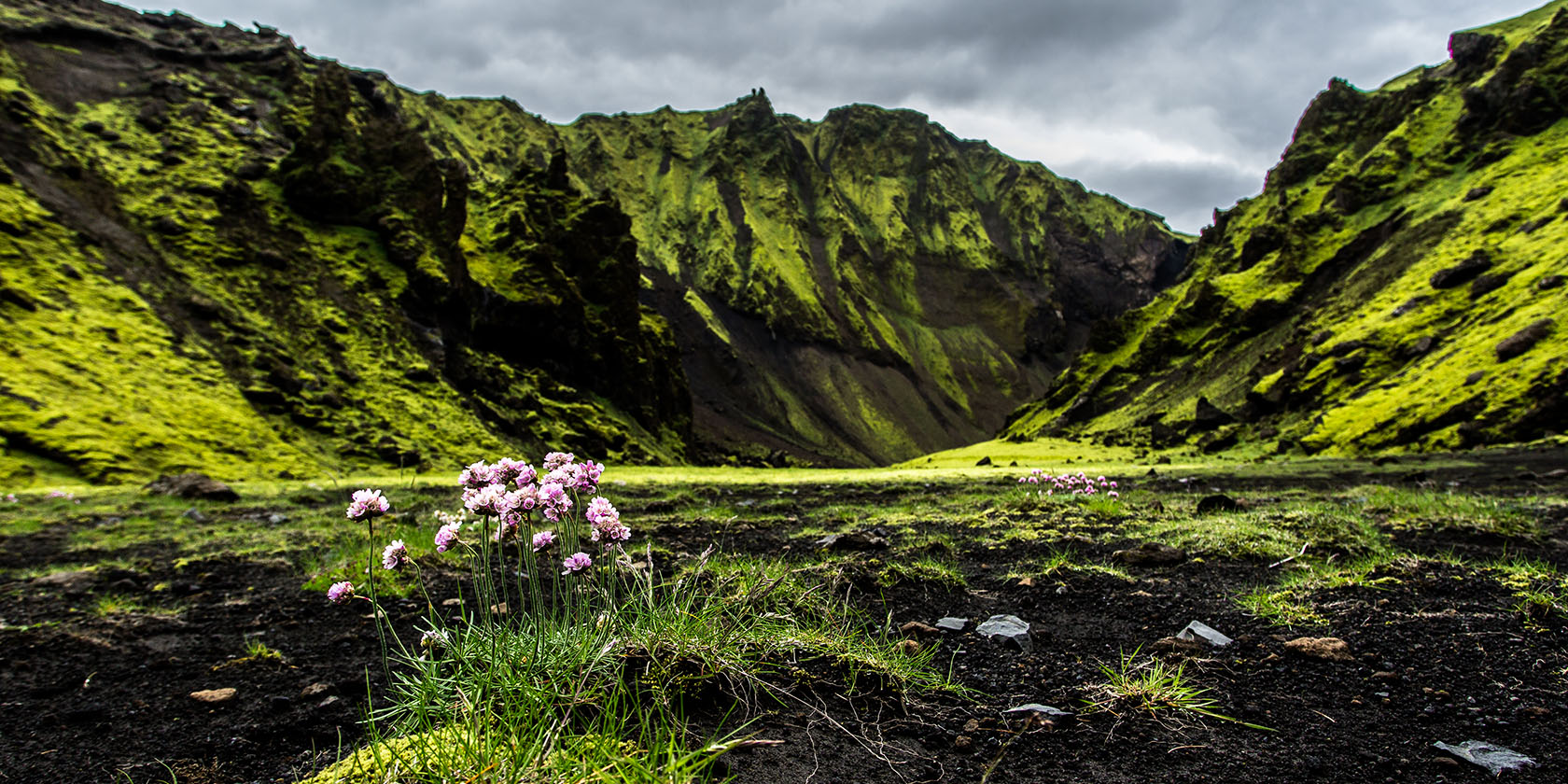 Seit vielen Jahrhunderten werden in Island Kräuter zur Heilung verwendet